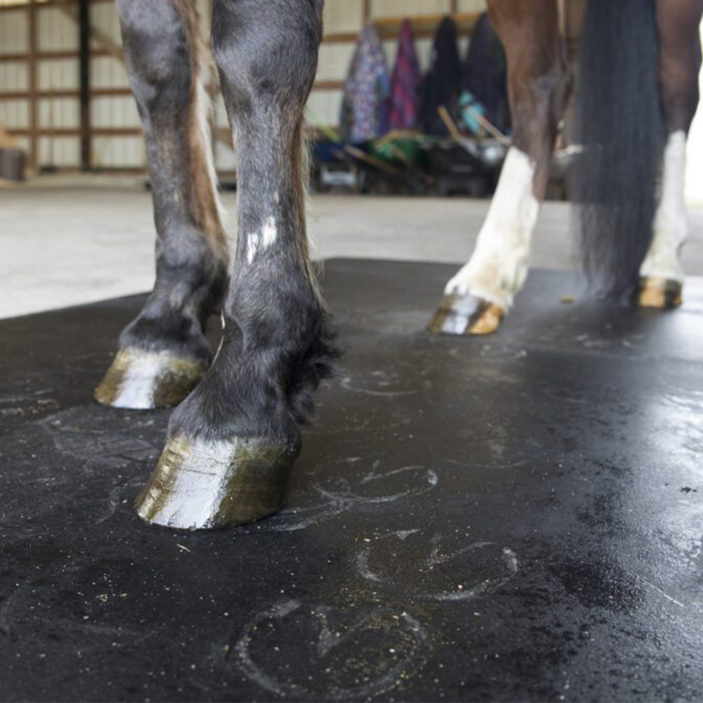 close up of horse standing in grooming area on rubber horse stall mats