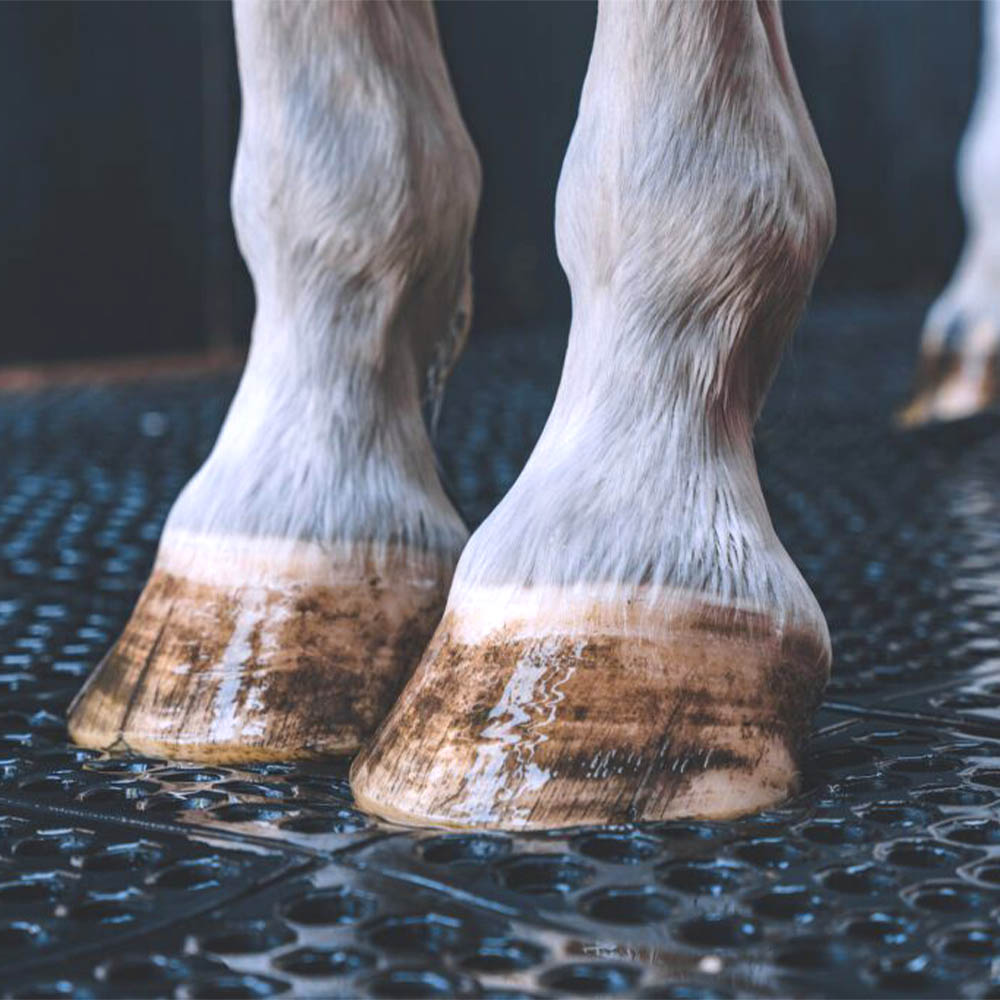 Close up of horse standing on Wash Rack Classic Interlocking Mat 1/2 Inch x 3x3 Ft.