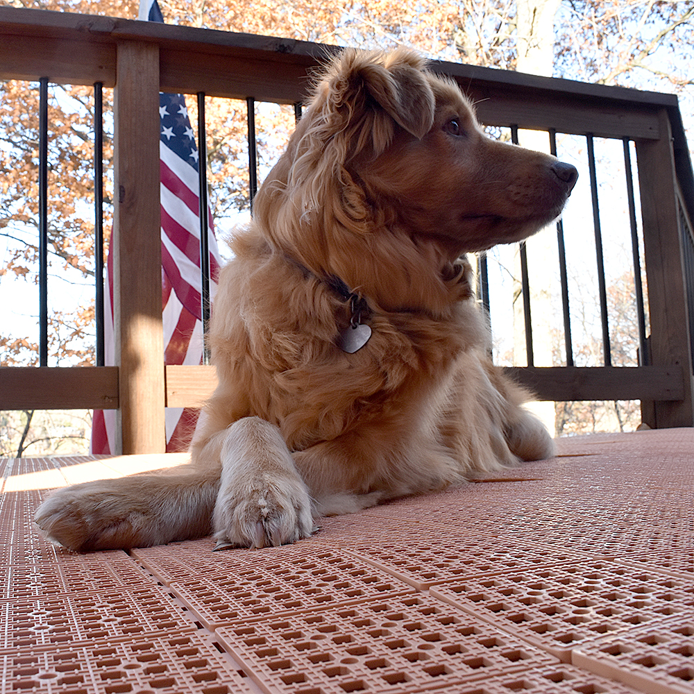 Patio Outdoor Tiles for Covering Wood Deck with dog