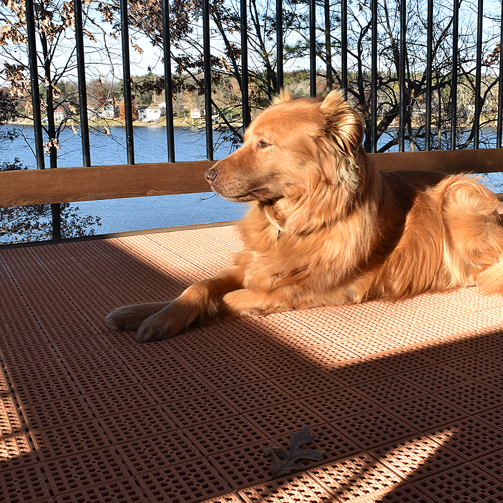 outdoor deck tiles being used over existing wood deck with dog