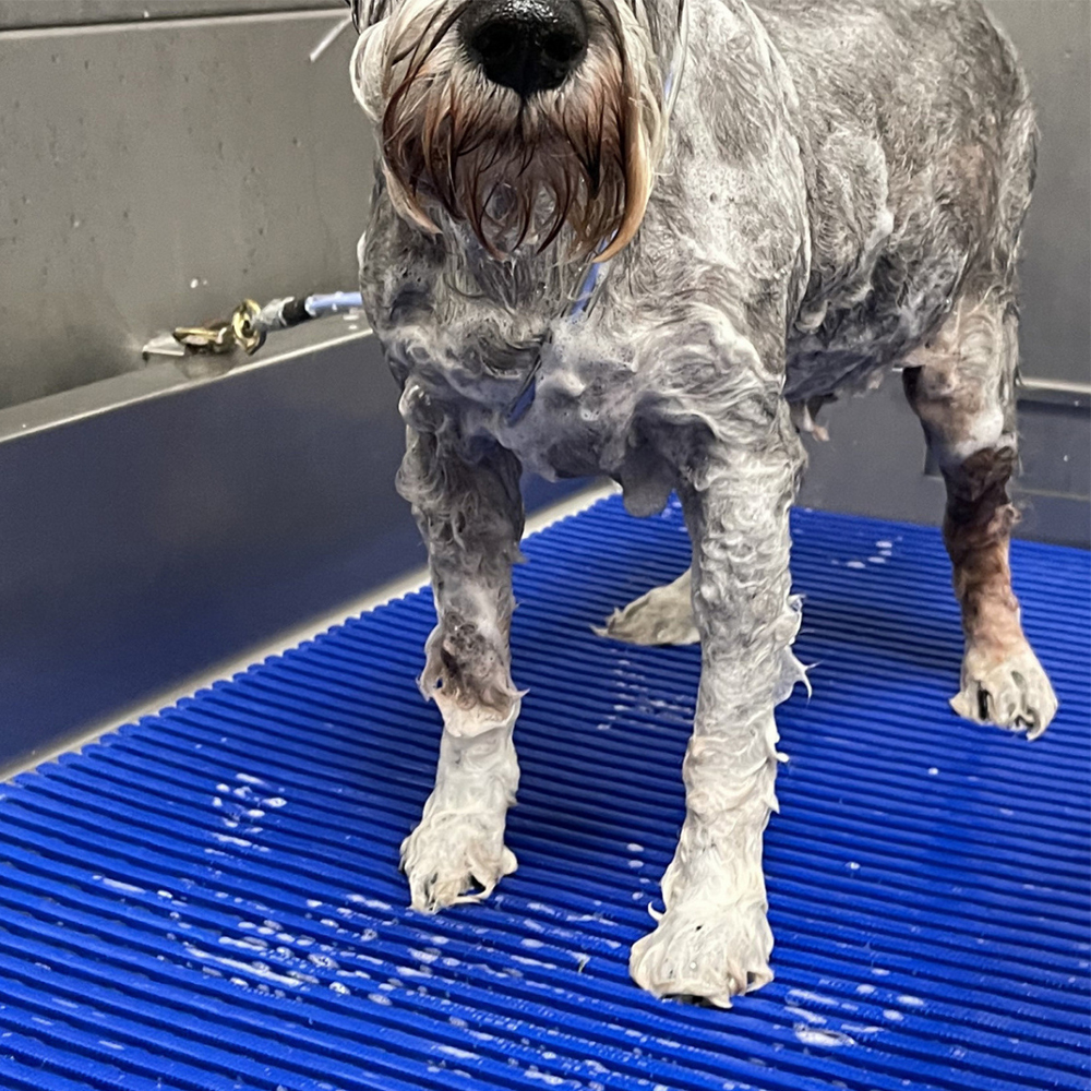 dog being washed in wash tub with blue grooming mats
