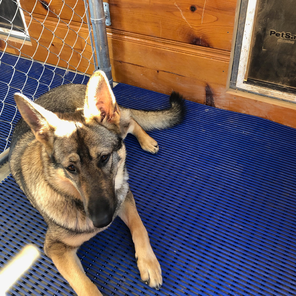 HVD Kennel Matting Roll 13.5 mm x 2x33 Ft. in Blue with German Shepherd Dog