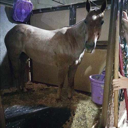 Portable Horse Stall Mats customer horse in barn