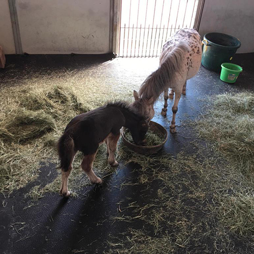 miniature horse in stall on stall mats