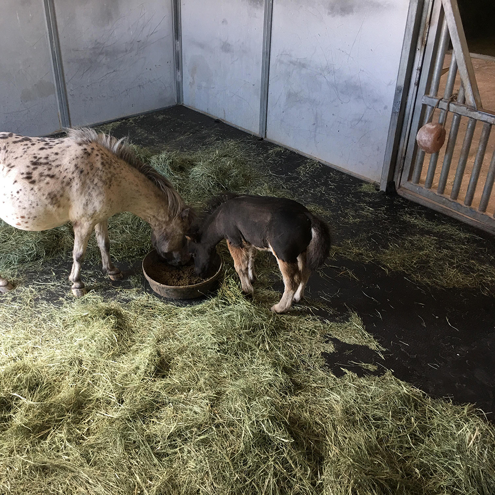 stall mats for miniature horses