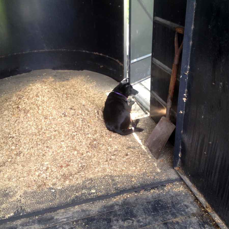 Portable Horse Stall Mats in Trailer customer photo.