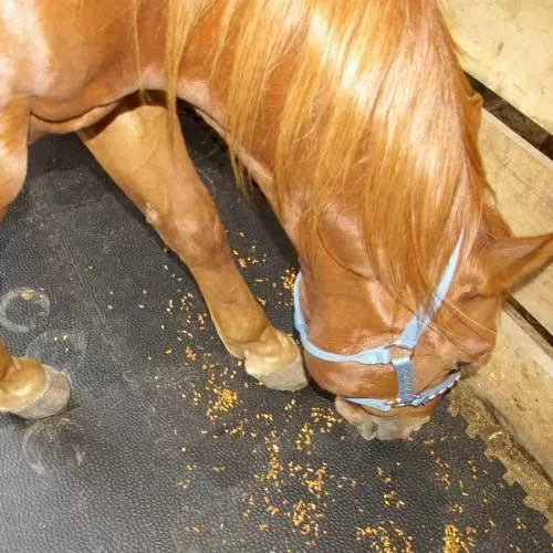 Portable Horse Stall Mats showing horse eating in stall.
