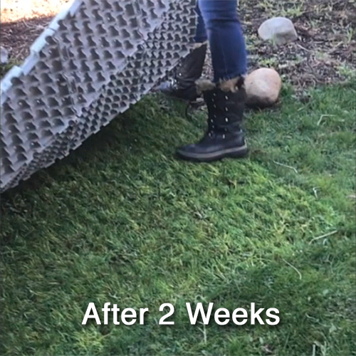 Ground protection mats on grass