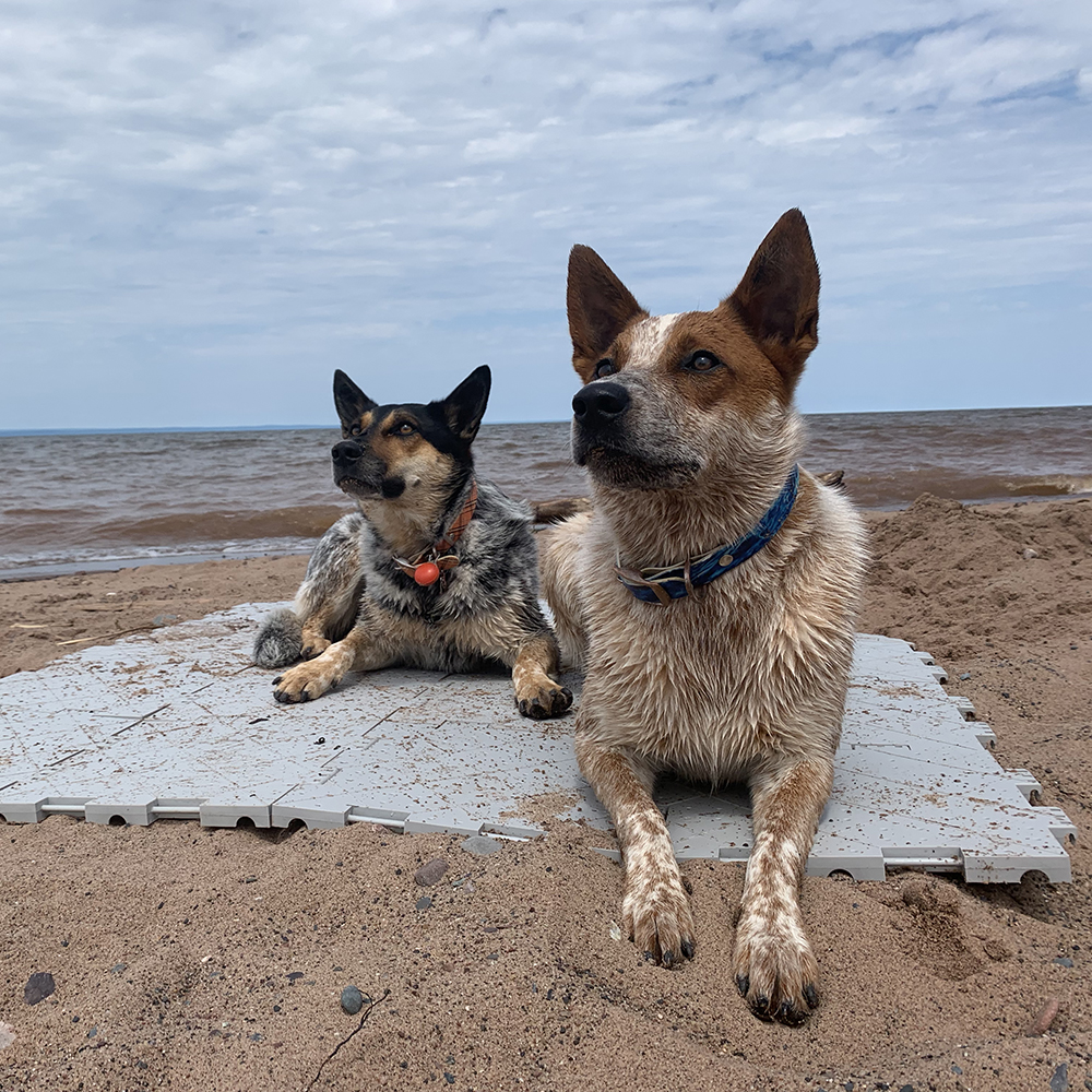 Portable Outdoor Tile 12x12 Inch over sand with dogs sitting on top