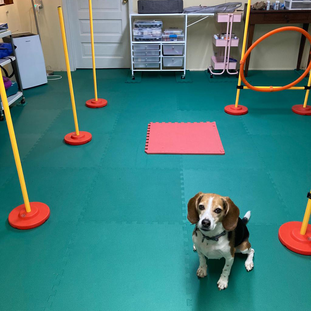 dog agility flooring at home with beagle