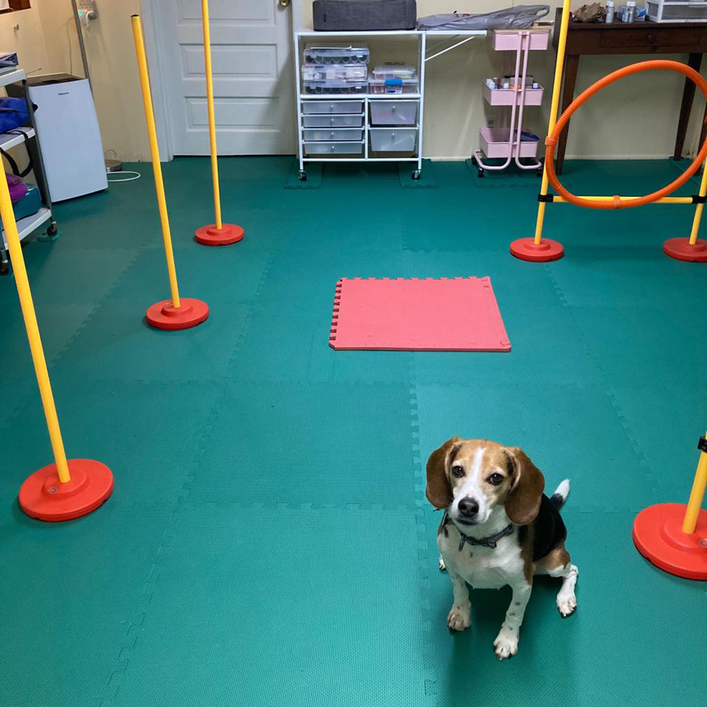 Premium Foam Mats for Dog Training