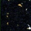 Gold/Eggshell