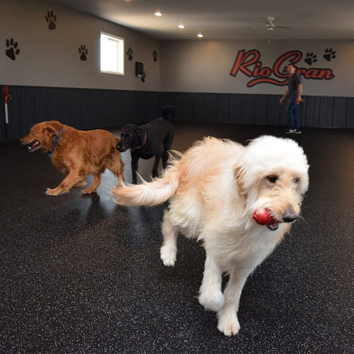 Rio Gran indoor dog play area with rolled rubber flooring