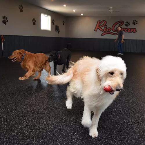 rubber sheet flooring in dog daycare with dogs running