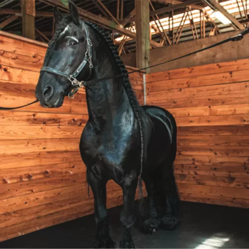 4x6 Ft Eco Rubber Floor Mats Natural in Horse Stall