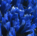 Florida Blue