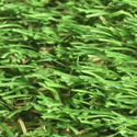 Field/Clover