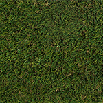Field/Olive