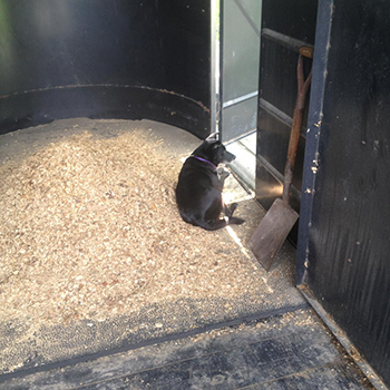 rubber flooring in an enclosed horse trailer