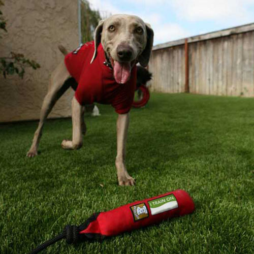 Turf grass maintenance in backyard for pets