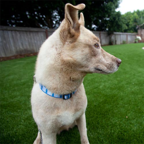 artificial turf for no grass backyards for dogs