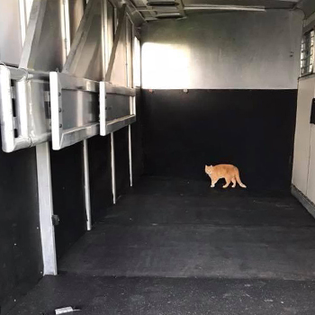 horse wall padding