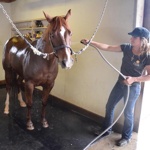 Wash Bay Stall Mats for Horses