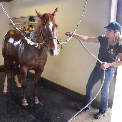 Horse Wash Bay Stall Mats