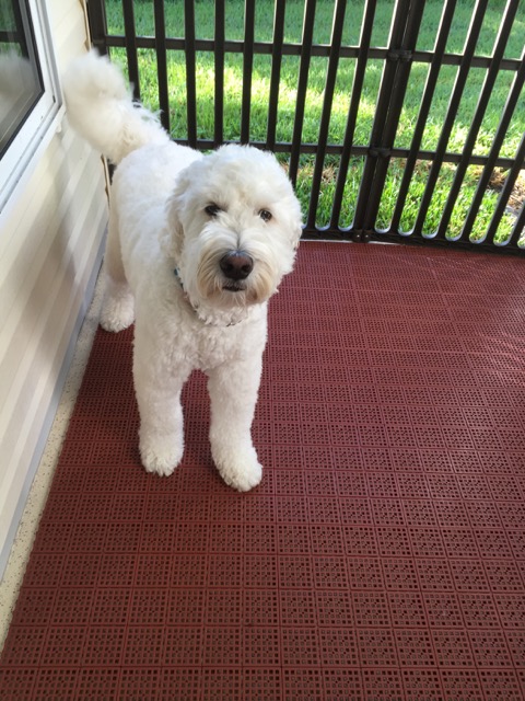 Leerburg  Rubber Kennel Mat