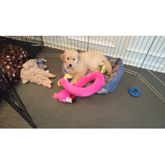 Cheap Dog Kennel Flooring thumbnail