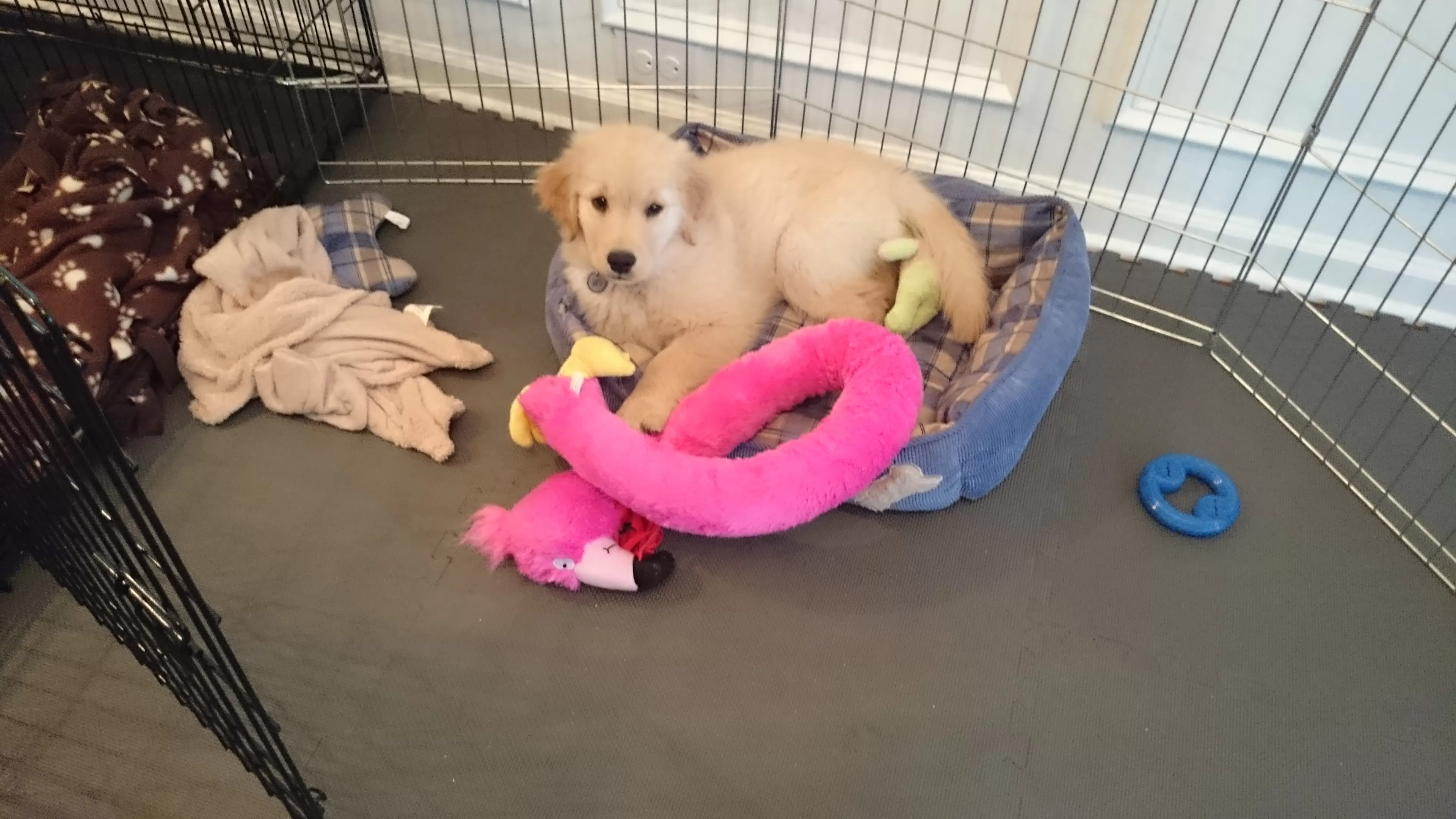 Top 5 Indoor Outdoor Rubber Artificial Grass Dog Kennel Floor Dog Kennel Floor, Indoor Dog Run Flooring