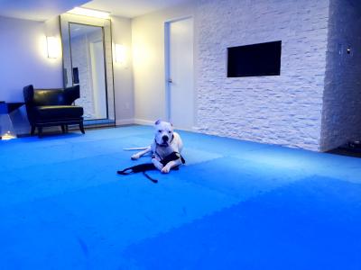 Dog Agility Mats Interlocking Tiles 3/4 Inch x 1x1 Meter customer review photo 1