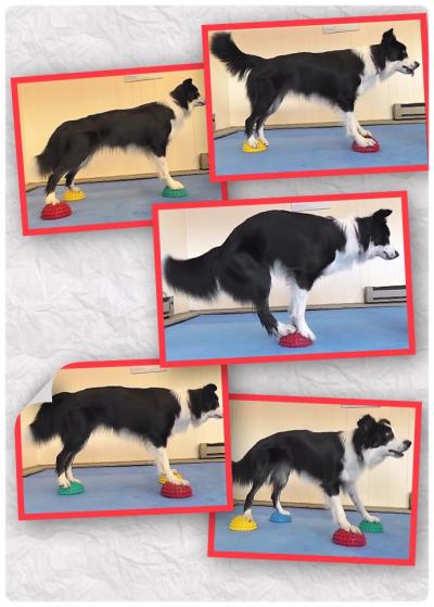 Dog Agility Mats Interlocking Tiles 3/4 Inch x 1x1 Meter customer review photo 1