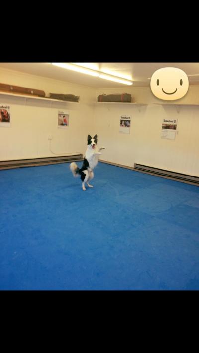 Dog Agility Mats Interlocking Tiles 3/4 Inch x 1x1 Meter customer review photo 2