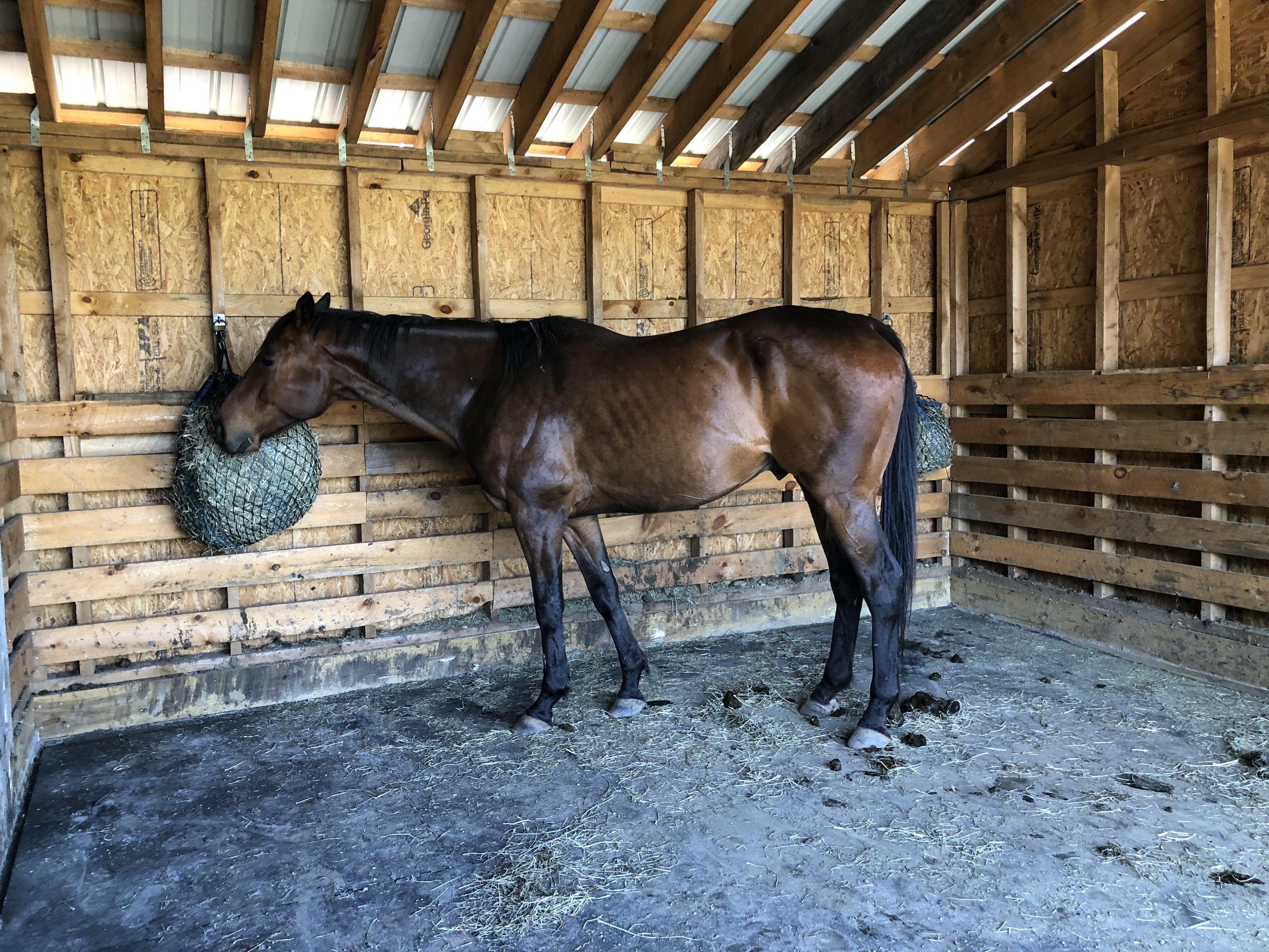 Horse Stall Interlocking Center Mat 3/4 Inch x 4x6 Ft. customer review photo 2