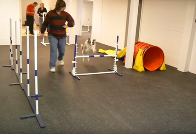 Dog Training School with Rolled Rubber Flooring