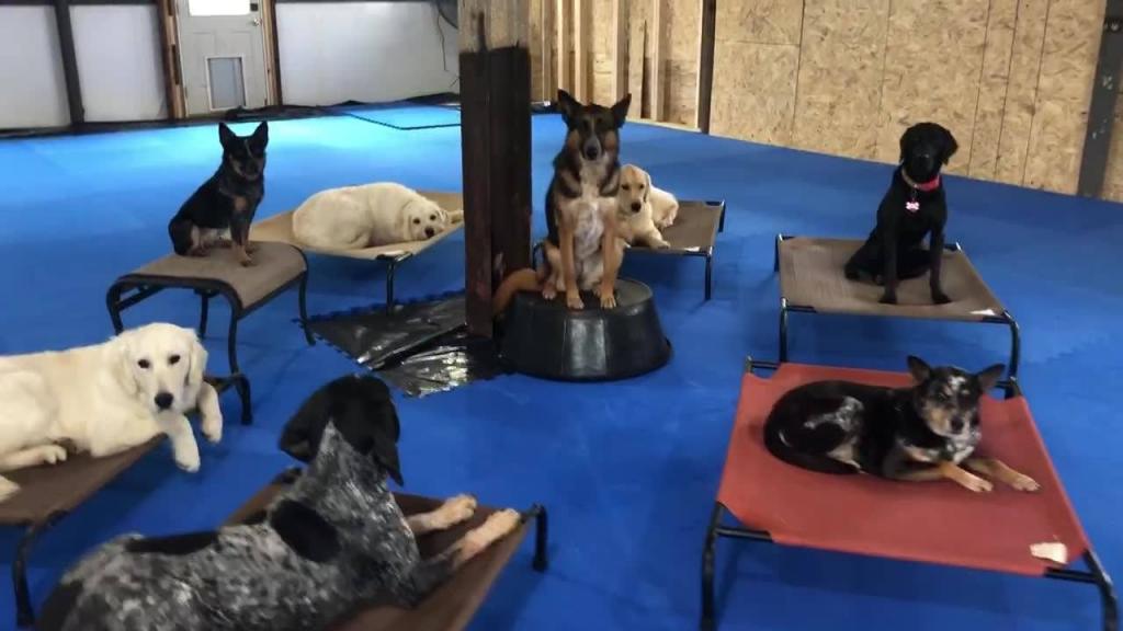 Dog Training Floor Mats - EVA Foam for Dog Agility