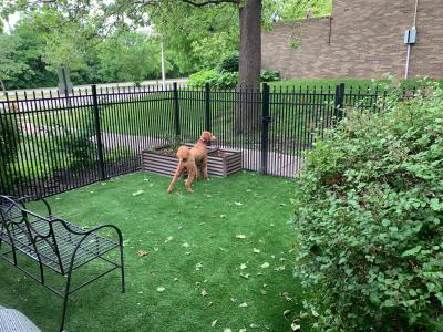 Artificial Grass Turf UltimatePet 1-5/8 Inch per SF customer review photo 1