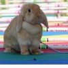 Best rabbit flooring for cages and agility thumbnail