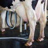 Rubber Dairy Cow Mats thumbnail