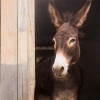 donkey in a stall peeking out thumbnail