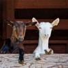 goats in a barn stall thumbnail