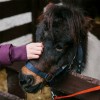 pet pony in a stall stall thumbnail