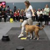 dog agility mats thumbnail