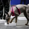 Nosework dog training floor mats thumbnail