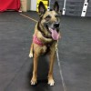 best flooring surface for military dog training