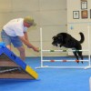House of Dog Training Dog Agility Mats thumbnail