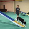 Lucky Dog Training Center Melinda Meche thumbnail