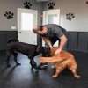 How Thick Should Dog Daycare Flooring Be thumbnail