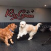 dogs running on rubber flooring in kennel doggie daycare thumbnail